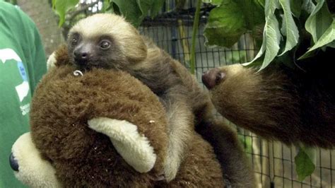 What to know about the Oropouche virus, also known as sloth fever.